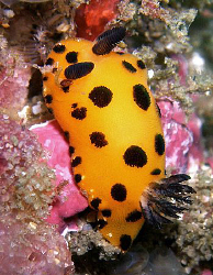 Jorunna sp., Bare Island by Doug Anderson 